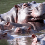 Populasi Kuda Nil Kolombia