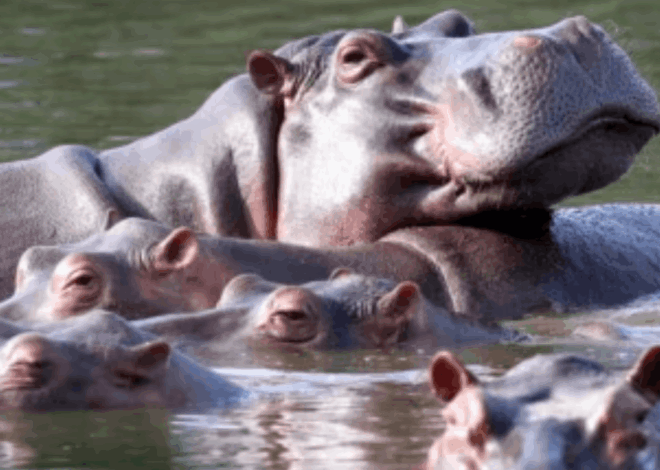 Populasi Kuda Nil Kolombia: Populasi Meningkat Pesat dan Mengancam Ekosistem, Kolombia Rencanakan Suntik Mati Kuda Nil!
