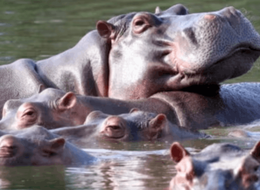 Populasi Kuda Nil Kolombia: Populasi Meningkat Pesat dan Mengancam Ekosistem, Kolombia Rencanakan Suntik Mati Kuda Nil!
