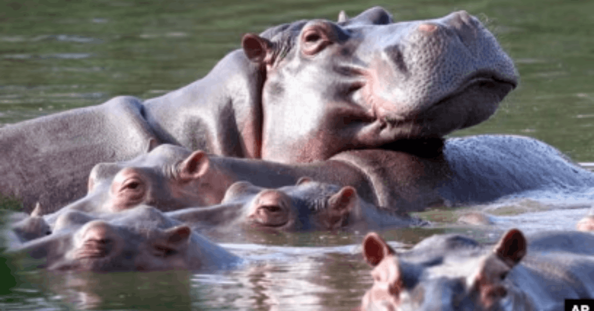 Populasi Kuda Nil Kolombia: Populasi Meningkat Pesat dan Mengancam Ekosistem, Kolombia Rencanakan Suntik Mati Kuda Nil!