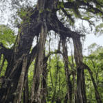 Pohon Beringin Kebun Raya Bali