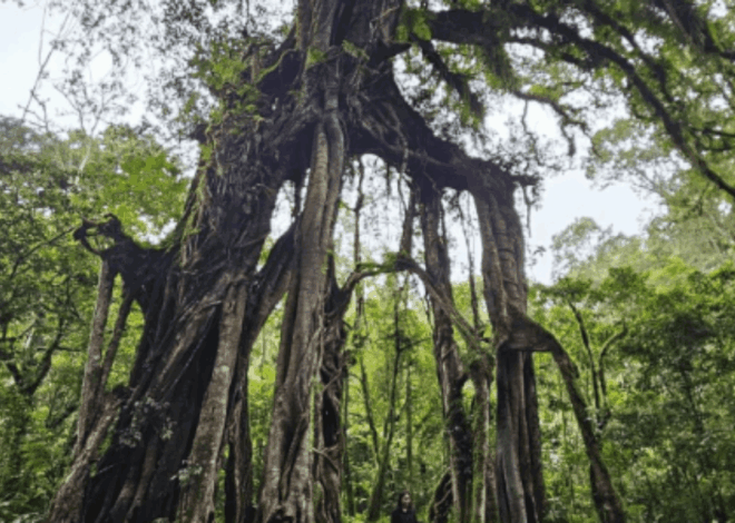 Keunikan Pohon Beringin Kebun Raya Bali Berusia Satu Abad