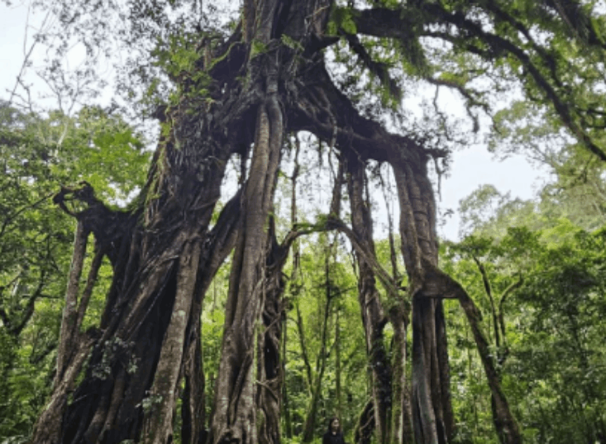 Keunikan Pohon Beringin Kebun Raya Bali Berusia Satu Abad