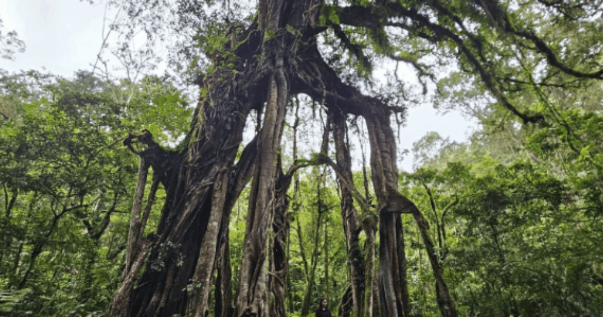 Keunikan Pohon Beringin Kebun Raya Bali Berusia Satu Abad