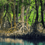 Wisata Mangrove Tapak Semarang