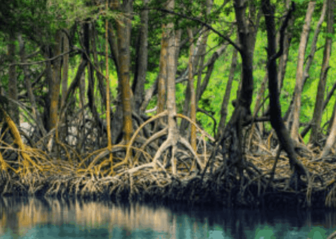 Wisata Mangrove Tapak Semarang: Destinasi Edukasi dan Rekreasi Alam