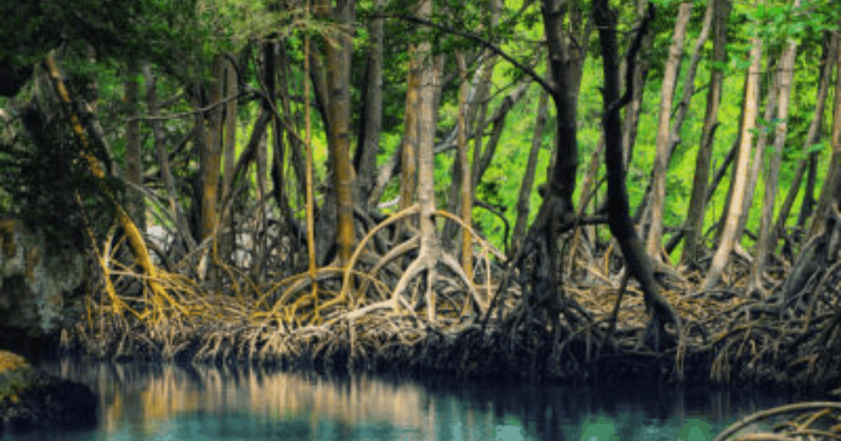 Wisata Mangrove Tapak Semarang: Destinasi Edukasi dan Rekreasi Alam