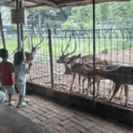 Taman Rusa Bintik Putih