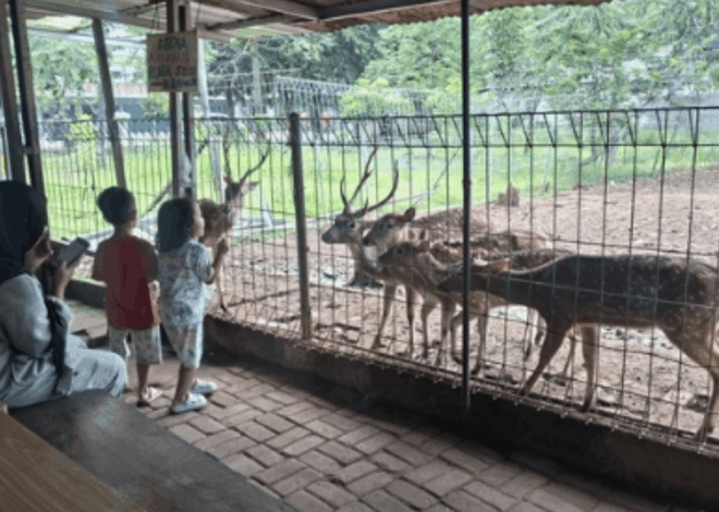 Taman Rusa Bintik Putih Oase Gratis Warga Lokal