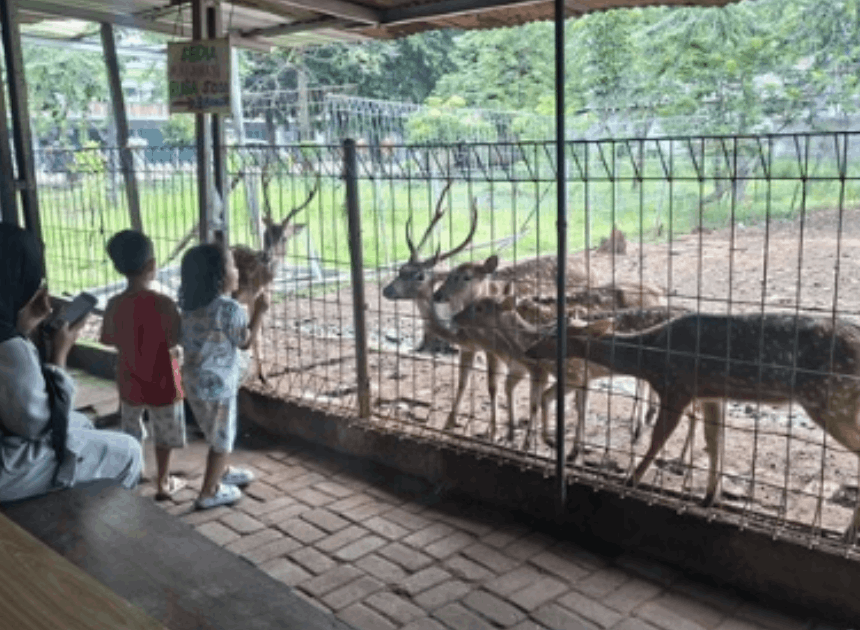 Taman Rusa Bintik Putih Oase Gratis Warga Lokal