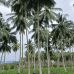 Bumi Nyiur Melambai