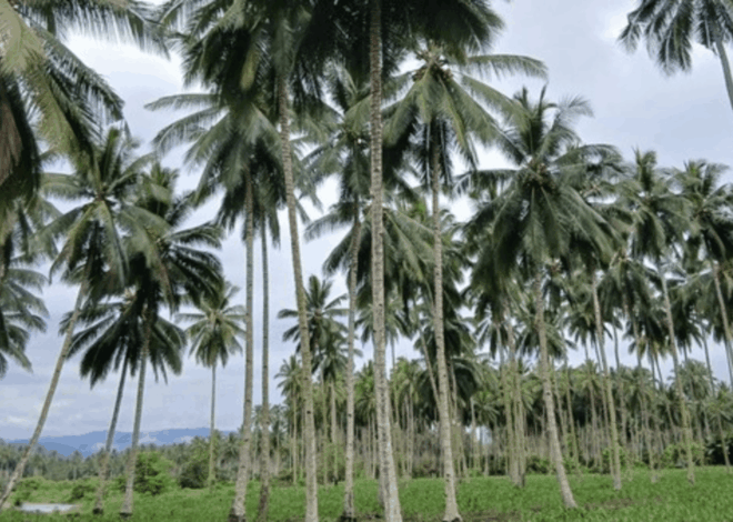 Bumi Nyiur Melambai: Mengenal Pesona Alam Sulawesi Utara