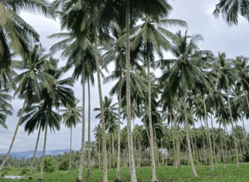 Bumi Nyiur Melambai: Mengenal Pesona Alam Sulawesi Utara