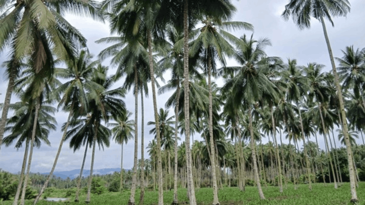 Bumi Nyiur Melambai: Mengenal Pesona Alam Sulawesi Utara