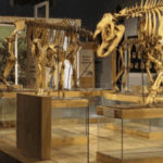 Koleksi Museum Zoologi
