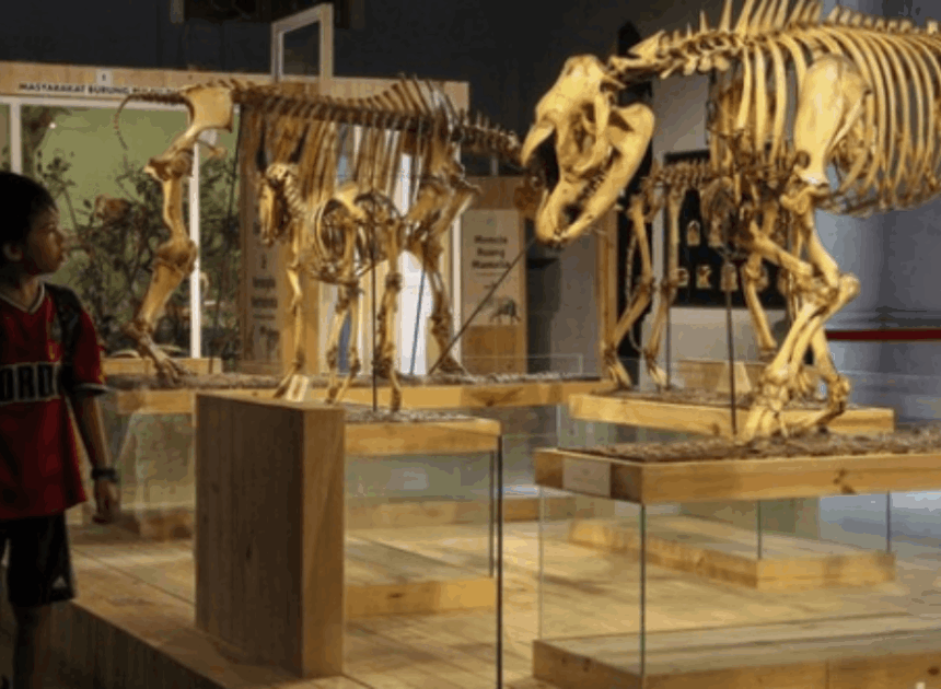 Rahasia Awet Koleksi Museum Zoologi Bogor