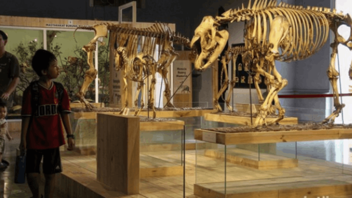 Rahasia Awet Koleksi Museum Zoologi Bogor