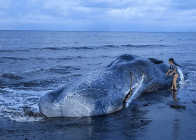 Tragis! Paus Sperma Raksasa Terdampar dan Mati di Pantai Jembrana