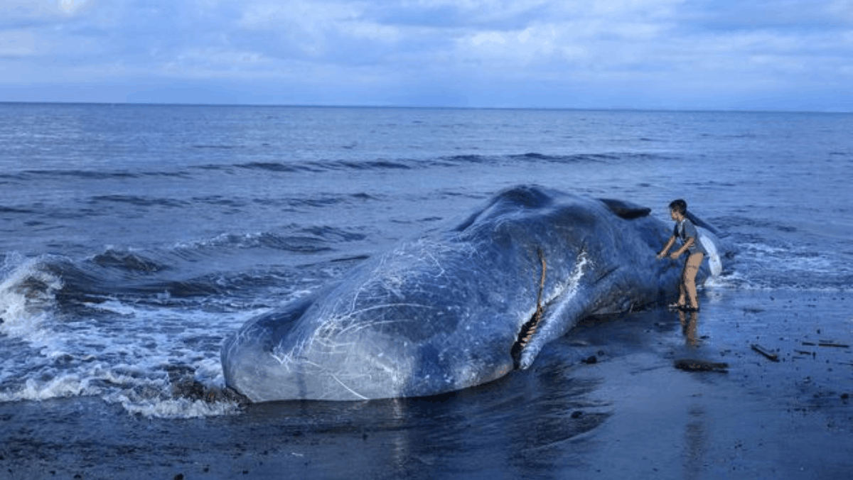 Tragis! Paus Sperma Raksasa Terdampar dan Mati di Pantai Jembrana
