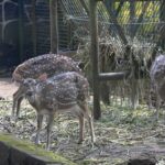 masuk ragunan gratis - ilustrasi berita Masuk Ragunan Gratis di 3 Hari, Cek Syaratnya