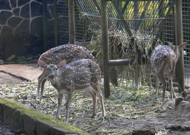 Masuk Ragunan Gratis di 3 Hari, Cek Syaratnya