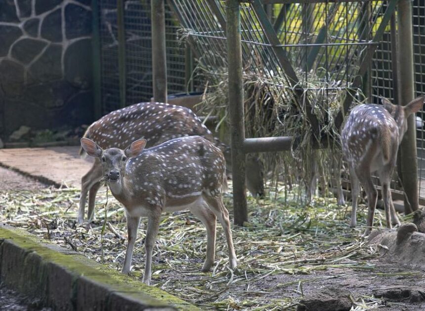 Masuk Ragunan Gratis di 3 Hari, Cek Syaratnya