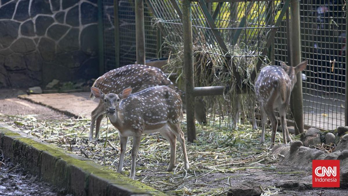 masuk ragunan gratis Masuk Ragunan Gratis di 3 Hari, Cek Syaratnya masuk ragunan gratis - ilustrasi berita Masuk Ragunan Gratis di 3 Hari, Cek Syaratnya