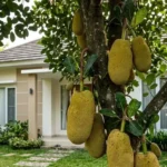 pohon buah harum - ilustrasi berita Pohon Buah Harum: 11 Jenis yang Cocok untuk Pekarangan Rumah