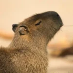 capybara dan sulcata - ilustrasi berita Ada Penghuni Baru di Solo Safari: Capybara dan Sulcata Hibah Wapres Gibran…