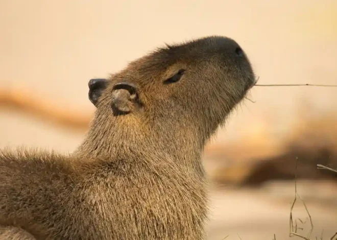 Ada Penghuni Baru di Solo Safari: Capybara dan Sulcata Hibah Wapres Gibran Jadi Daya Tarik