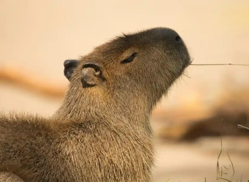 Ada Penghuni Baru di Solo Safari: Capybara dan Sulcata Hibah Wapres Gibran Jadi Daya Tarik