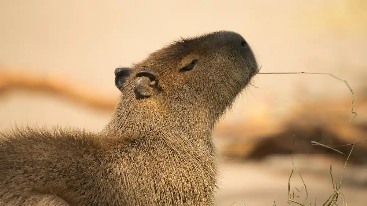 capybara dan sulcata Ada Penghuni Baru di Solo Safari: Capybara dan Sulcata… capybara dan sulcata - ilustrasi berita Ada Penghuni Baru di Solo Safari: Capybara dan Sulcata Hibah Wapres Gibran…
