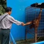 serulingmas zoo - ilustrasi berita Serulingmas Zoo Banjarnegara: Mau Ketemu Satwa Tanpa Drama, Tiket Cuma Rp25.000