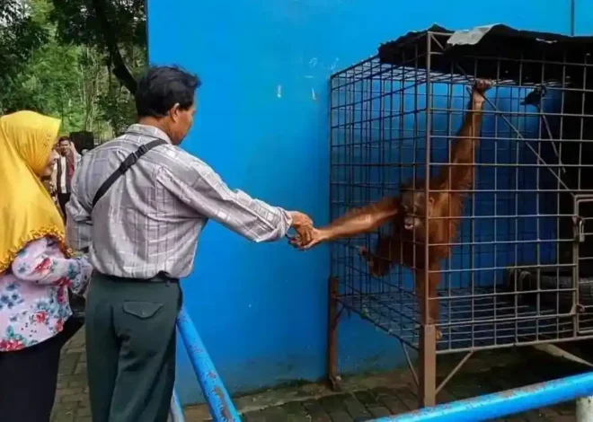 Serulingmas Zoo Banjarnegara: Mau Ketemu Satwa Tanpa Drama, Tiket Cuma Rp25.000