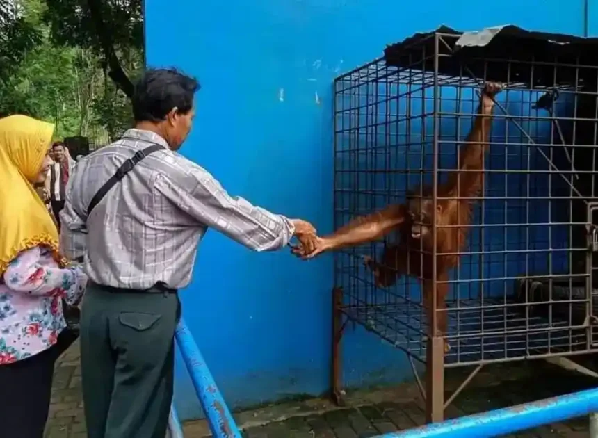 Serulingmas Zoo Banjarnegara: Mau Ketemu Satwa Tanpa Drama, Tiket Cuma Rp25.000
