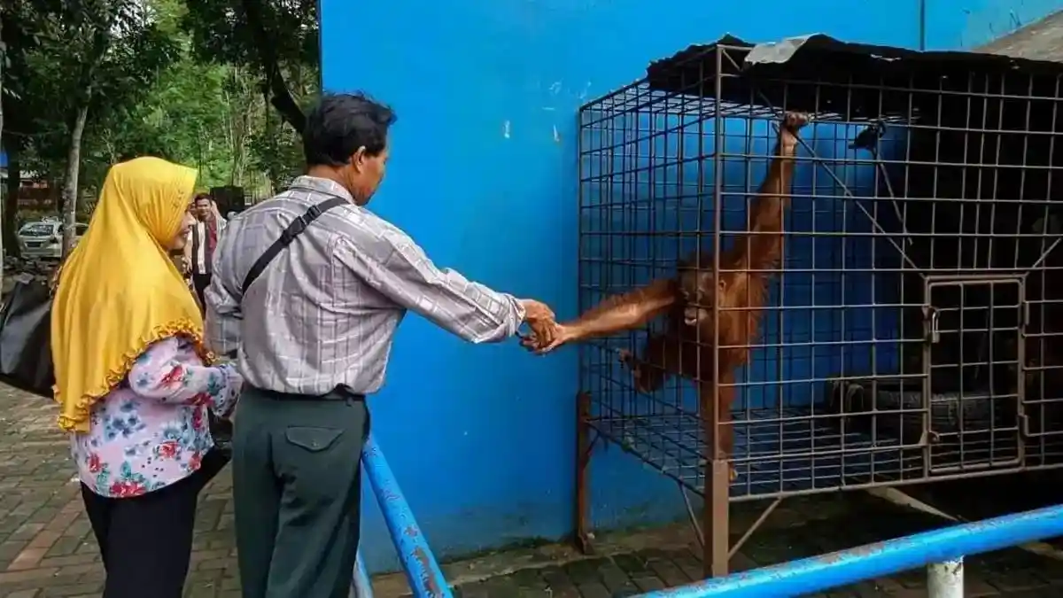 serulingmas zoo Serulingmas Zoo Banjarnegara: Mau Ketemu Satwa Tanpa Drama,… serulingmas zoo - ilustrasi berita Serulingmas Zoo Banjarnegara: Mau Ketemu Satwa Tanpa Drama, Tiket Cuma Rp25.000