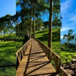 kebun teh bedakah - ilustrasi berita Kebun Teh Bedakah Wonosobo, Jalan di Tengah Hamparan Hijau dengan View Sindoro…
