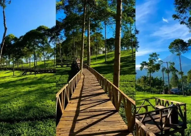 Kebun Teh Bedakah Wonosobo, Jalan di Tengah Hamparan Hijau dengan View Sindoro yang Memukau
