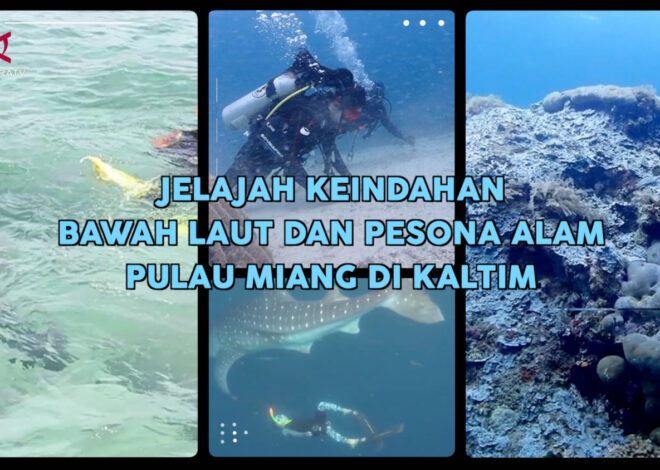 Jelajah keindahan bawah laut dan pesona alam Pulau Miang di Kalimantan Timur